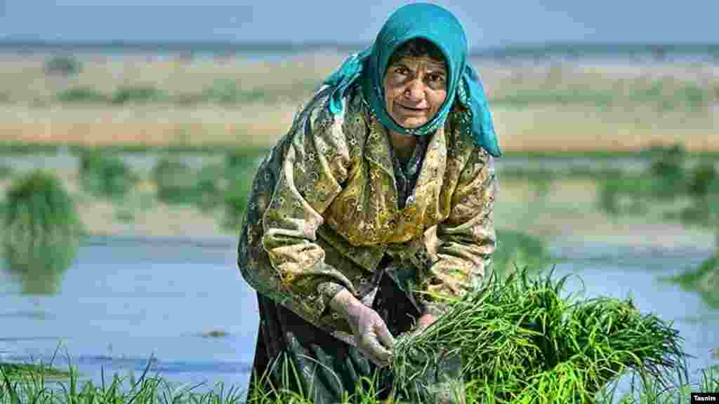 کشاورزی سنتی در فارس. عکس: عرفان سامان فر