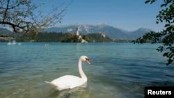 FILE - A swan swims in Lake Bled, Slovenia, Aug. 26, 2011. Slovenia’s "aggressive" environmental policy has included the creation of large protected areas on land and sea, according to the London-based Legatum Institute.