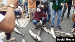 Hình ảnh trên mạng xã hội cho thấy nhiều người dân ngồi bệt giữa đường cùng với những con cá chết khá lớn, trong khi xe cộ phải đứng lại hoàn toàn. (Ảnh: Facebook Lê Nguyễn Hương Trà)