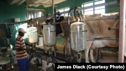 Weleda farm cows are milked electronically, by means of an elaborate system of suction valves and pumps.