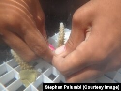 In Palau, heat-resistant coral fragments are attached to a plastic frame that will be used for a coral restoration nursery. (Courtesy Stephen Palumbi)