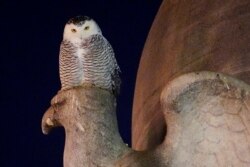 A rare snowy owl looks down from its perch on a marble eagle of the Christopher Columbus Memorial Fountain at the entrance to Union Station in Washington, Jan. 7, 2022.