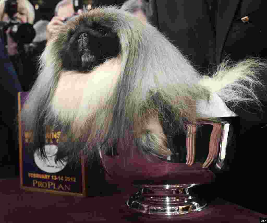 Malachy, a Pekingese, sits in the trophy after being named best in show at the 136th annual Westminster Kennel Club dog show in New York, February 14, 2012. (AP)