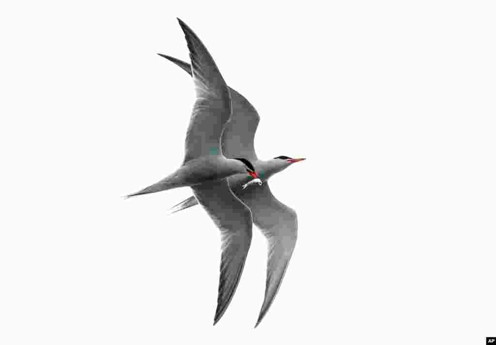 One common tern shadows another carrying a bait fish plucked from the waters of Casco Bay, July 10, 2019, in Portland, Maine.