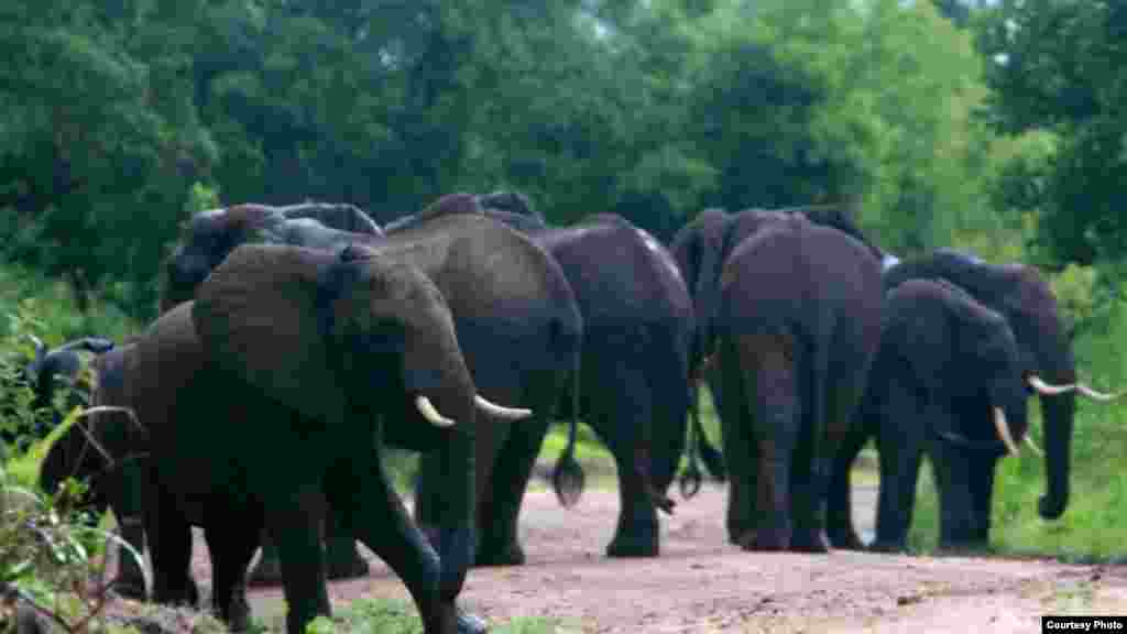 Selon l&#39;EIA (Environmental Investigation Agency), la population d&#39;éléphants du réserve de chasse la réserve de Selous, un &quot;patrimoine mondial protégé&quot; couvrant 50 000 kilomètres carrés, a subi un coup à à cause du braconnage d&#39;ivoire. La population d&rsquo;éléphant a chuté de 38 975 à environ 13 000 animaux en seulement quatre ans. Sur cette photo, un troupeau d&#39;éléphants dans la réserve de Selous, Tanzanie. (Creative Commons) 