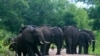 坦桑尼亚塞罗斯野生动物保护区内的大象。(Creative Commons)