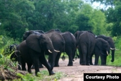 FILE - Elephants are pictured in the Selous Game Reserve. (Creative Commons)