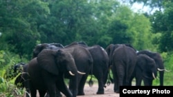坦桑尼亚塞罗斯野生动物保护区内的大象。(Creative Commons)