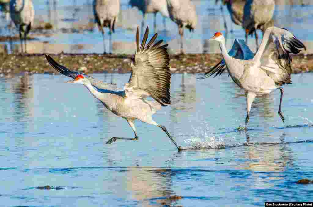 FILE -- Sandhill cranes begin a playful hopping and leaping as the sun rises on the Platte River in central Nebraska, a staging location on one of the world's largest migrations. 