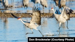 FILE - Sandhill cranes begin a playful hopping and leaping as the sun rises on the Platte River in central Nebraska, a staging location of one of the world's largest migrations. 