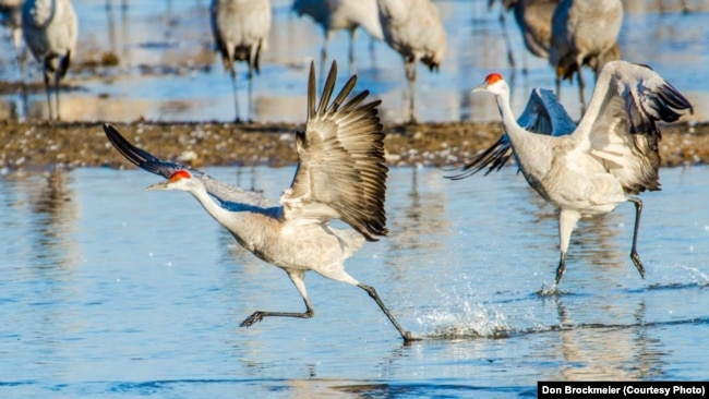 Sandhill Cranes Spread Their Wings, Rest a Spell in US Midwest
