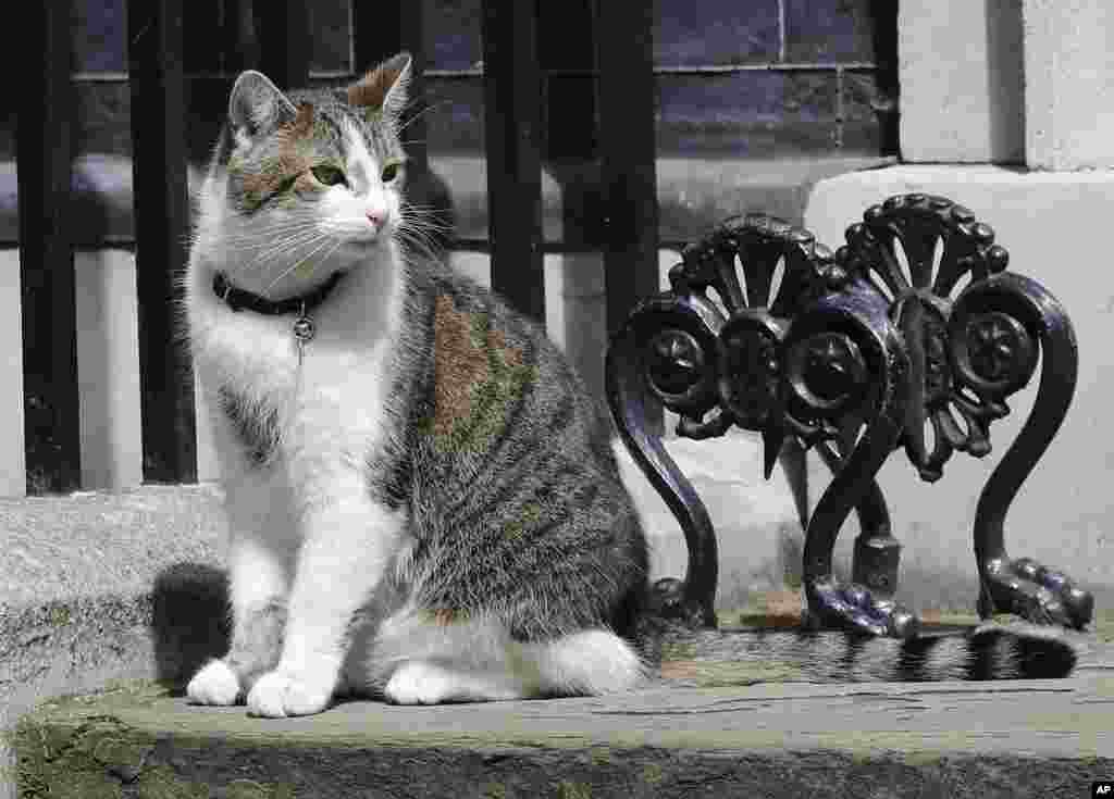 But who is staying? Larry the cat will remain at 10 Downing Street and will keep his &quot;chief mouser&quot; position.