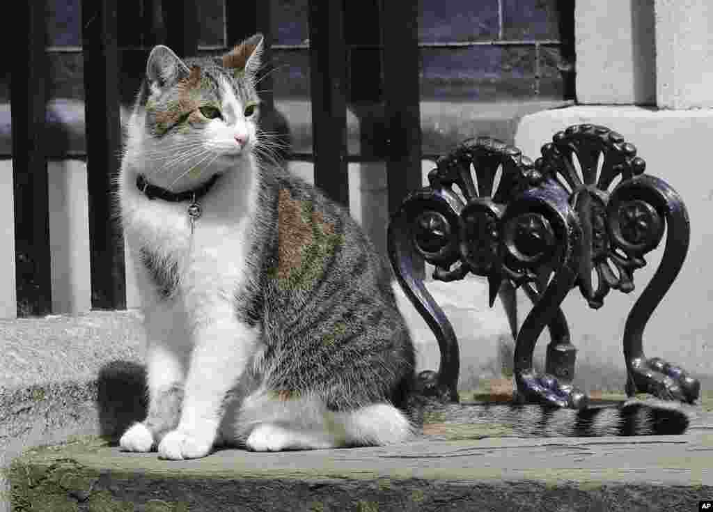 Kedi Larry, Downing sokağı 10 numarada kalmaya devam edecek.