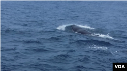 A pair of sperm whales, the largest toothed predator on earth, has been sighted for the first time in Pakistani waters off the coast of southwest Baluchistan province, Sept 12, 2017. (Photo: A. Gul / VOA)