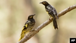 This 2015 photo provided by Lachlan Hall shows male regent honeyeater birds in Capertee Valley in New South Wales, Australia. 