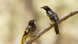 This 2015 photo provided by Lachlan Hall shows male regent honeyeater birds in Capertee Valley in New South Wales, Australia.