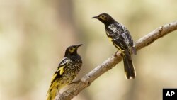 This 2015 photo provided by Lachlan Hall shows male regent honeyeater birds in Capertee Valley in New South Wales, Australia.