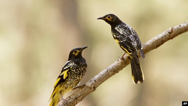 This 2015 photo provided by Lachlan Hall shows male regent honeyeater birds in Capertee Valley in New South Wales, Australia.