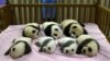 Tiongkok Kesulitan Kembalikan Panda ke Habitat Asli