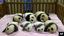 Ketujuh anak panda ini lahir tahun 2012 di Yayasan Penelitian Panda di Chengdu, Provinsi Sichuan (foto: dok). Tiongkok mengalami kesulitan mengembalikan panda-panda ini ke habitat aslinya.