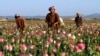 UN: Opium Cultivation in Afghanistan Plunges By 95% 
