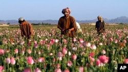 FILE - In this April 11, 2016 file photo, farmers harvest raw opium at a poppy field in the Zhari district of Kandahar province, Afghanistan.