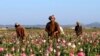 Afghan Farmers Continue Growing Opium Poppy as Taliban Sends Mixed Signals on Poppy Eradication