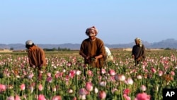 FILE - In this April 11, 2016 file photo, farmers harvest raw opium at a poppy field in the Zhari district of Kandahar province, Afghanistan.
