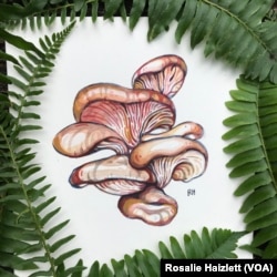 One of Rosalie Haizlett's paintings of mushrooms, done during her artist residency at Great Smokey Mountains National Park.