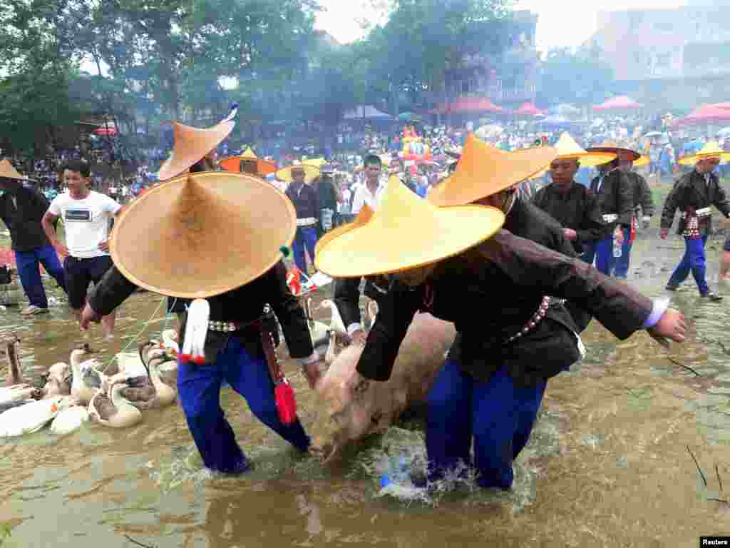 Warga desa menyeret seekor babi ke perahu naga dalam Festival Perahu Naga yang dirayakan oleh etnis minoritas Miao di Taijiang, Guizhou, China.