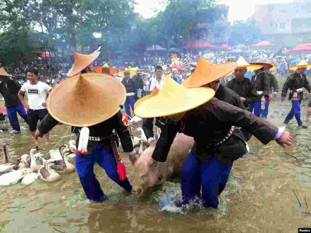 អ្នកភូមិបាន​ដឹក​ជ្រូក​មួយ​ឡើង​លើទូក​នាគក្នុង​ទិវា Dragon Canoe ដែល​ជាទិវា​មួយ​ដ៏សំខាន់​ដើម្បី​អបអរ​ជនជាតិភាគតិច Miao ក្នុងខេត្ត Guizhou ប្រទេស​ចិន។