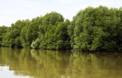 Mangrove forests in Teuk Chhou district of Kampot province, on October 3, 2021. (Sun Narin/VOA Khmer)