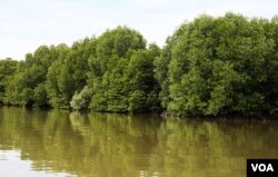 Mangrove forests in Teuk Chhou district of Kampot province, on October 3, 2021. (Sun Narin/VOA Khmer)