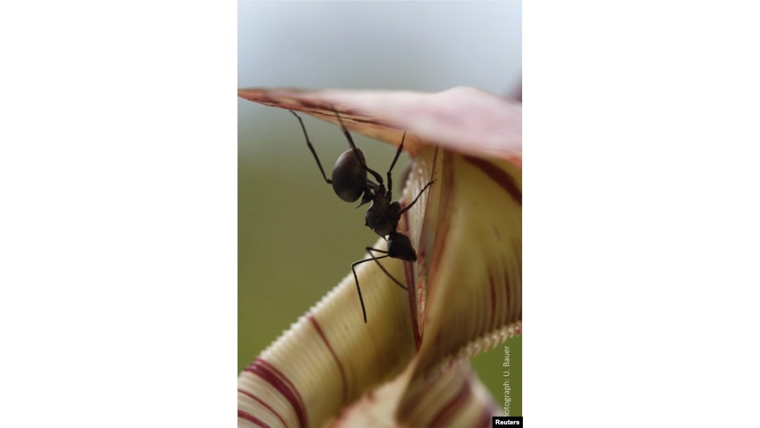 A worker ant collects sweet nectar from the trap of an insect-eating Nepenthes pitcher plant in this undated handout picture courtesy of Dr. Ulrike Bauer, University of Bristol, U.K.