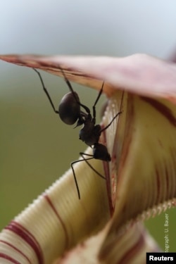 A worker ant collects sweet nectar from the trap of an insect-eating Nepenthes pitcher plant in this undated handout picture courtesy of Dr. Ulrike Bauer, University of Bristol, U.K.