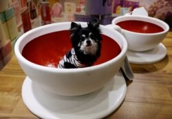 Seekor anjing peliharaan duduk di dalam model cangkir kopi, sementara pemiliknya (tidak dalam foto) bersiap untuk mengambil foto di Interpets, pameran internasional untuk produk dan layanan terkait hewan peliharaan, di Tokyo, Jepang, 1 April 2021. (REUTERS / Kim Kyung- Hoon)