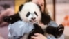 旅美大熊猫“贝贝”启程返回中国