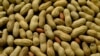 Quiz - New Measure to Prevent Peanut Allergies