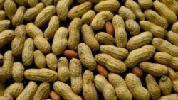 Quiz - New Measure to Prevent Peanut Allergies