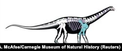Mansurasaurus şahinae