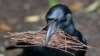 When Do We 'Eat Crow?'