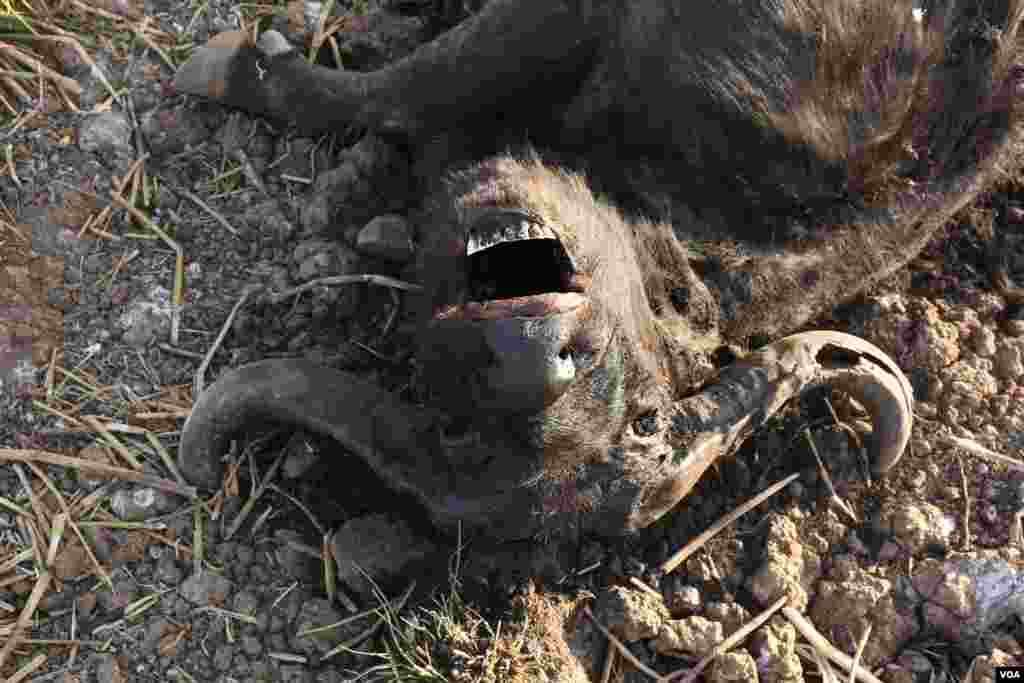 A buffalo was killed by gunshots and spear wounds in Mugie Conservancy, Laikipia, Kenya, March 16, 2017. (Jill Craig/VOA)