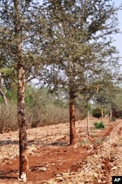 Row of Masangu trees on a farm in Zambia