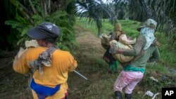 Pekerja perempuan membawa banyak pupuk di Salah satu perusahaan minyak sawit terbesar di dunia mengatakan tuduhan pelecehan seksual di salah satu perkebunannya telah dicabut, sebagai ilustrasi. (Foto: AP/Binsar Bakkara)