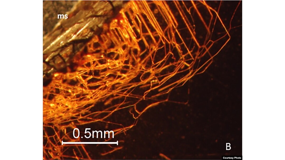 This image is a microphotograph of the network of tubular structures originating at the garnet's surface. (Photo courtesy of Ivarsson et al, 2018)