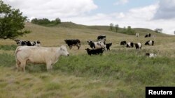 Cattle graze on a pasture affected by the recent drought on a farm near Fairy Hill, Saskatchewan, Canada, June 25, 2019. (REUTERS/Valerie Zink)