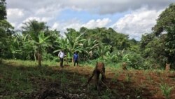 Du maïs planté sur 300 m2 par les bénéficiaires de l’initiative "un diplôme, un champ", le 15 mai 2020. (VOA/Emmanuel Jules Ntap)