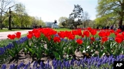 Spring tulips in full bloom in Lafayette Park across from the White House 