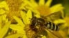 นักวิจัยชี้ว่าปัจจัยทางสิ่งเเวดล้อมหลายอย่างรวมทั้งภาวะโลกร้อนทำให้แมลงผสมเกสรลดจำนวนลง