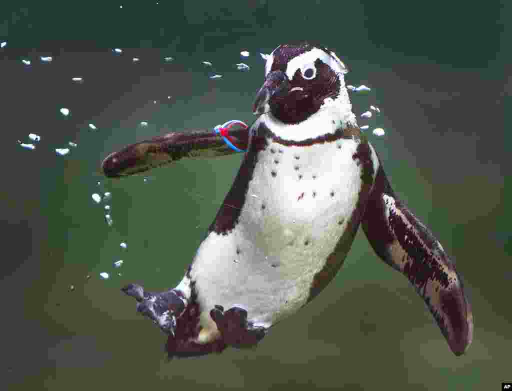 An African penguin dives in a pool in the Opel zoo in Kronberg near Frankfurt, Germany.